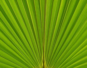 Obraz premium Close-up of a palm leaf