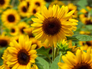 夏の季節の暑さを感じさせる美しく咲いている満開のひまわり