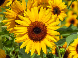 Obraz premium 夏の季節の暑さを感じさせる美しく咲いている満開のひまわり