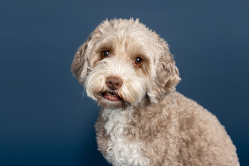 Labradoodle Close-Up on Blue Background