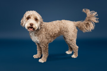 Labradoodle Standing on Blue Background