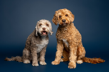 Two Labradoodles Sitting on Blue Background