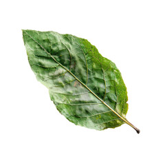 Close-up of a single, vibrant green leaf, slightly mottled.  The leaf's veins are visible, and the edges are slightly uneven.  Isolated on black background
