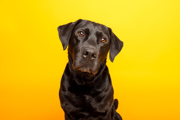 Black Labrador on Yellow Background