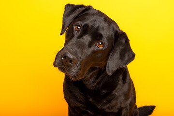  Black Labrador Close-Up on Yellow Background