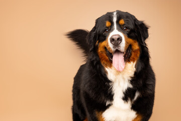 Bernese Mountain Dog on Brown Background