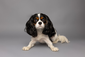 Cavalier King Charles Spaniel on Gray Studio Background