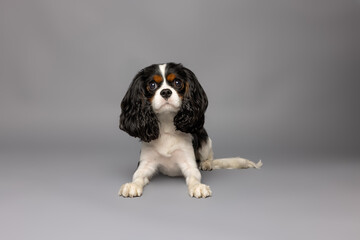 Cavalier King Charles Spaniel Sitting on Gray Background