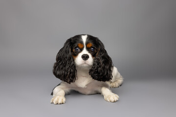 Cavalier King Charles Spaniel Resting on Gray Background