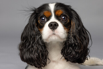 Cavalier King Charles Spaniel Close-Up on Gray Background