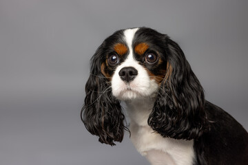 Cavalier King Charles Spaniel on Gray Background