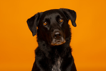 Black Dog Looking Curious on Orange Background