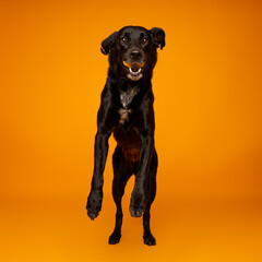  Black Dog Jumping on Orange Background