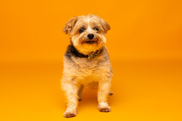 Adorable Small Dog on Orange Background