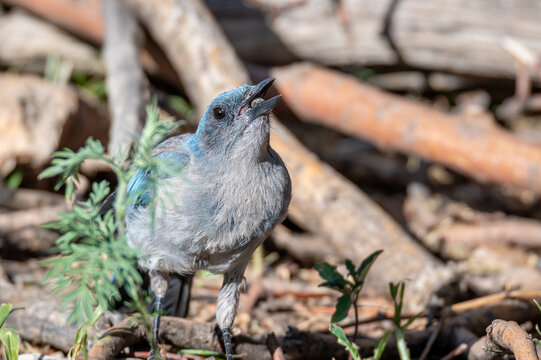 Mexican jay is going to eat that berry