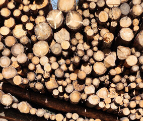 Stack of cut logs in sunlight