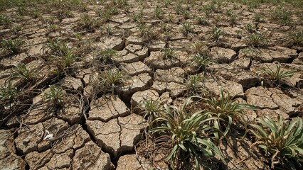 Cracked earth with sparse vegetation showing signs of drought and arid conditions in a dry landscape