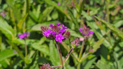 Sweden. Verbena rigida, known as slender vervain or tuberous vervain, is a flowering herbaceous...