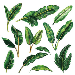 Highly detailed illustrations of various trees, leaves, grasses, and botanical elements, featuring realistic, minimalist, and abstract compositions on a white background.