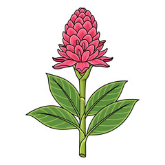 A vibrant illustration of a blooming red ginger flower with lush green leaves. A beautiful cartoon-style drawing of a tropical plant.