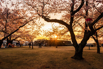 Sunset View of Tottori Castle Three-Story Turret Ruins (Sankai-yagura) at the Second Bailey (Ninomaru) with Cherry Blossoms in Full Bloom, Japan