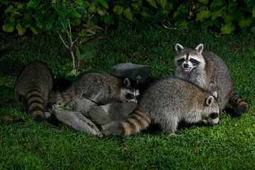 Multiple raccoons foraging at night. © JackBulmer