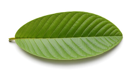 Fresh Green Guava Leaf Isolated on White Background