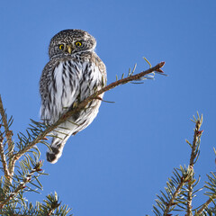 Northern Pygmy Owl on Spruce Branch
