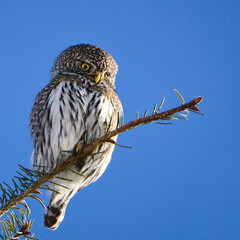 Northern Pygmy Owl on Evergreen Branch