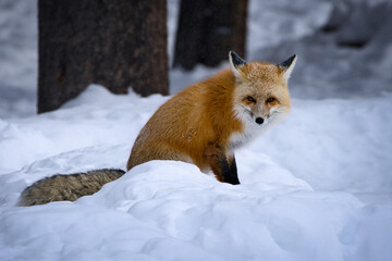 Red Fox in Snowy Forest