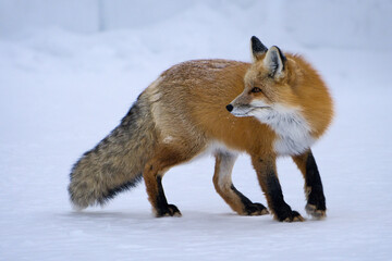Fototapeta premium Red Fox in Winter Snow