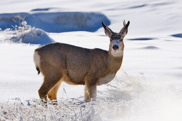 Mule Deer in Yellowstone's Winter Wonderland