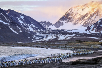 King Penguins marching along the beach at sunrise (Aptenodytes patagonicus), St Andrew's Bay, South Georgia