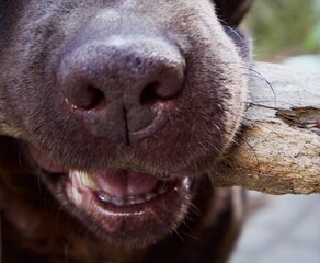 portrait of a dog