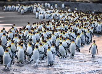 King Penguins marching along the beach at sunrise (Aptenodytes patagonicus), St Andrew's Bay, South Georgia