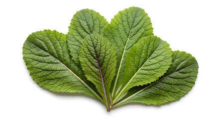 Fresh Green Mustard Leaves Isolated on White Background