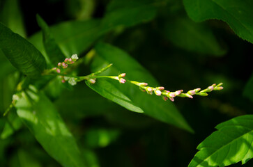 Pink and White Flowers on a Green Plant