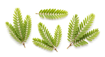 Fresh green tamarind leaves isolated on white background