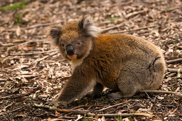 Young Koala in Natural Habitat
