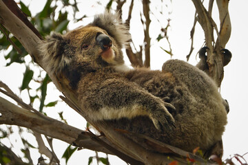 Relaxed Koala Resting on Eucalyptus Tree