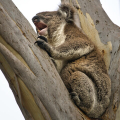 Yawning Koala on Eucalyptus Tree
