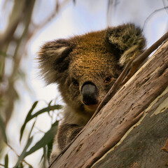 Koala peeking from a Eucalyptus Tree
