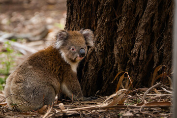 Cozy Koala Resting Against a Tree