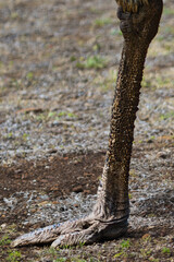 Close-Up of Emu Leg in Natural Habitat