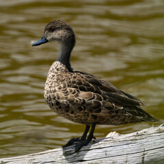 Female Chestnut Teal Perched on a Log