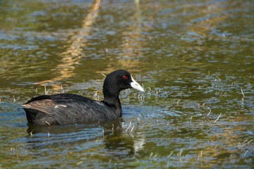 Australian Coot Gliding on Tranquil Waters