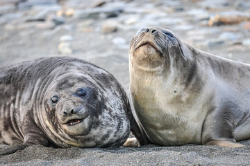 Pair of Southern Elephant Seals playing (Mirounga leonina), South Georgia, South Atlantic