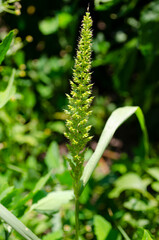 Green Foxtail Grass Plant Seeds In Sunlight