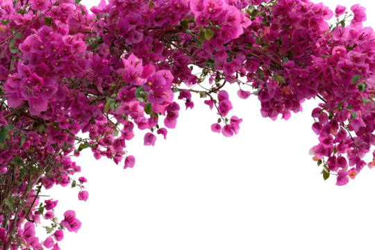 Lush magenta bougainvillea cascading over a black background