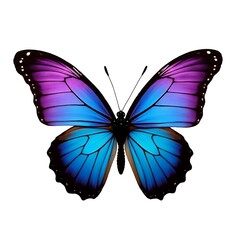 Obraz premium Vibrant Purple and Blue Butterfly, Isolated on White Background